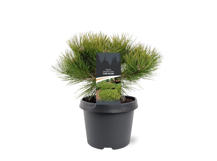<h4>Pinus densiflora 'Low Glow'</h4>