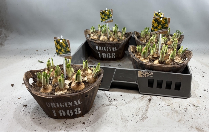 <h4>ARR N TETE A TETE</h4>