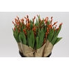 BQ Tulp Salix Orange