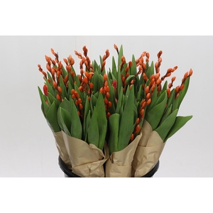 BQ Tulp Salix Orange