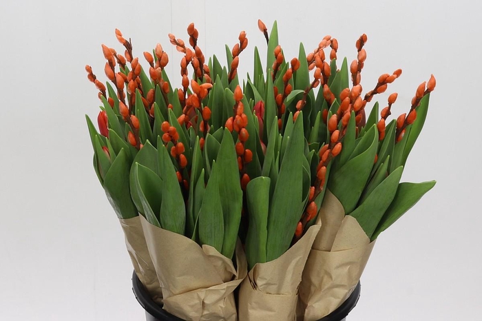 <h4>BQ Tulp Salix Orange</h4>