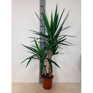 YUC ELEPHANTIPES