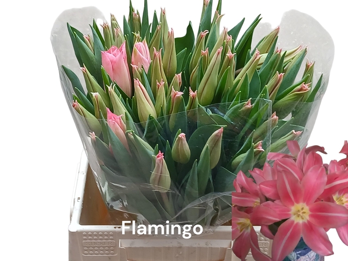 Tu Li Flamingo Paradise