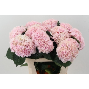 Hydr M My Pinktou Rz