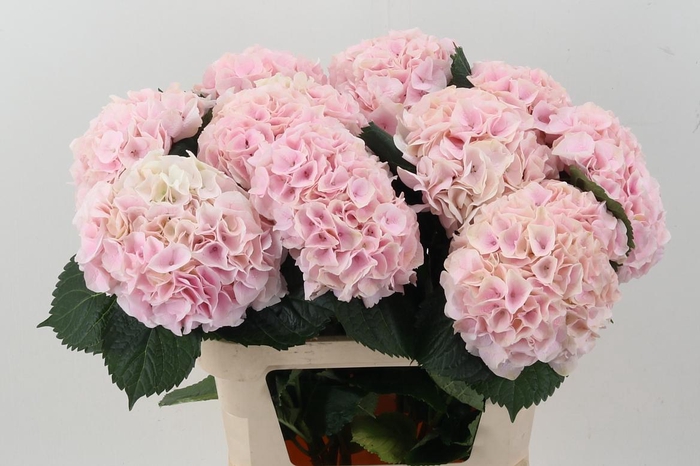 <h4>Hydr M My Pinktou Rz</h4>