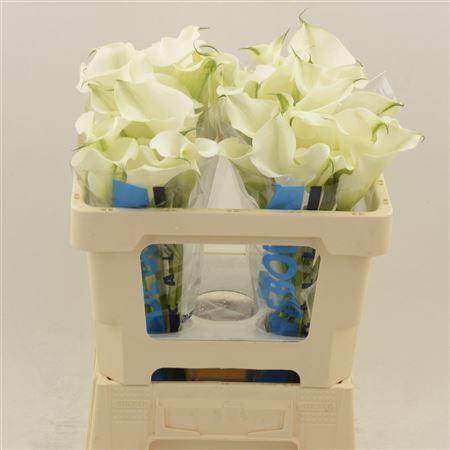 <h4>CALLA CAPTAIN VENTURA CALLA VENTURA</h4>