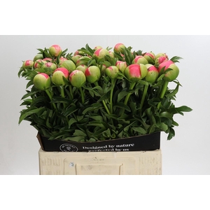 Paeonia coral sunset XXL