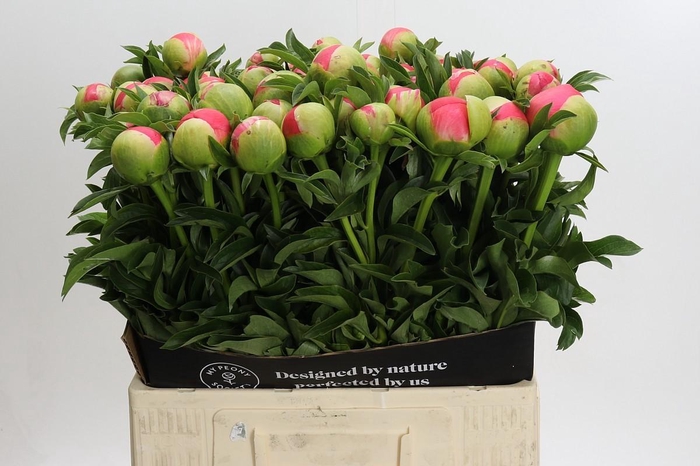 <h4>Paeonia coral sunset XXL</h4>