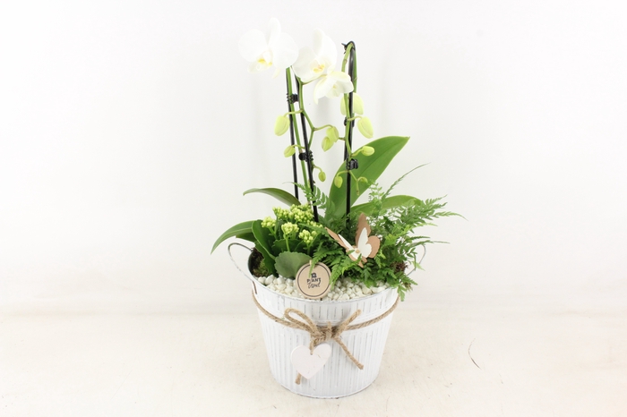 <h4>arr2 PL - Zink pot met hart Phal wit</h4>