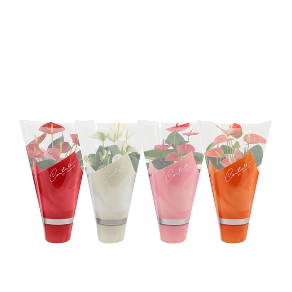 <h4>Anthurium 4 color mix in Couture sleeve</h4>