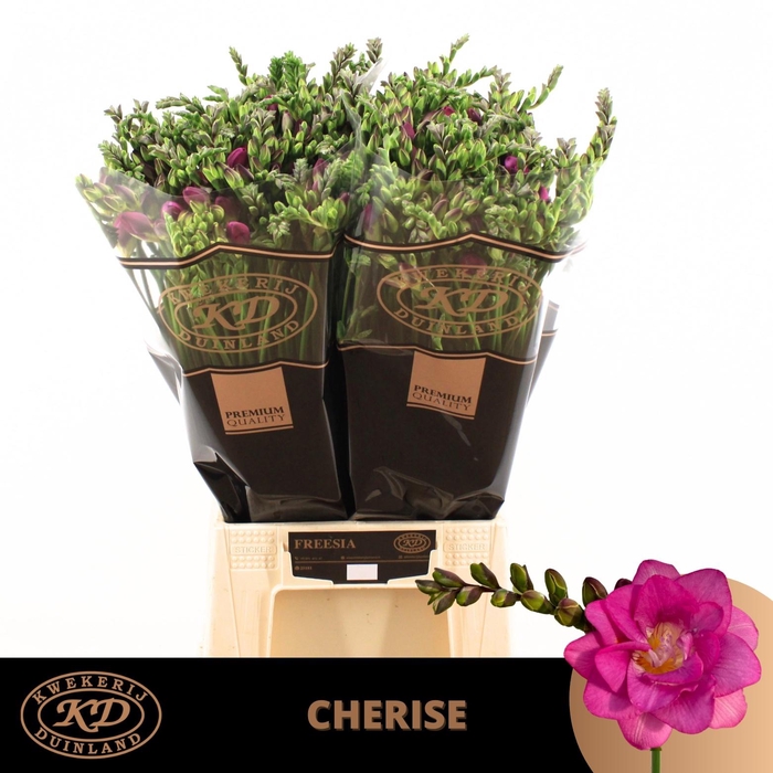 <h4>FR DU CHERISE</h4>