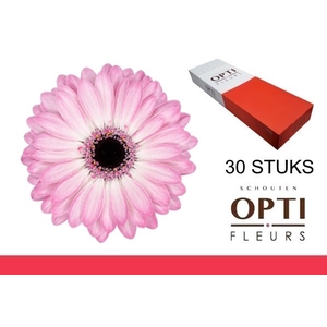 GE MI LOLLIPOP-Doosx30