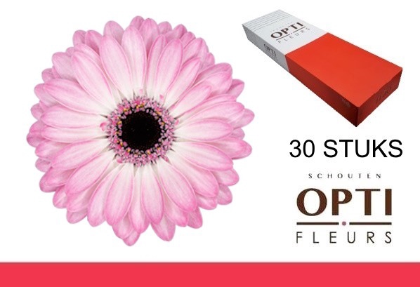 <h4>GE MI LOLLIPOP-Doosx30</h4>