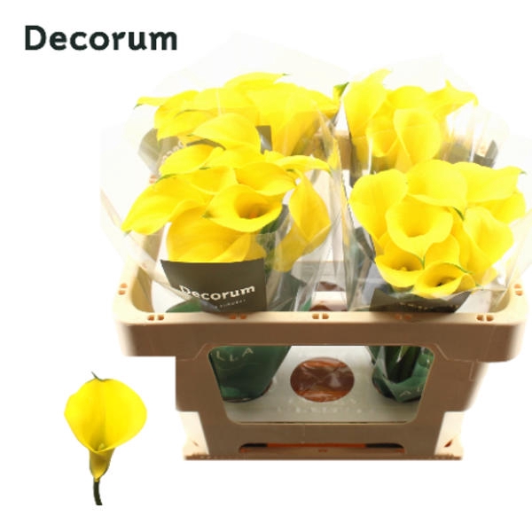 <h4>Calla Gold Medal</h4>