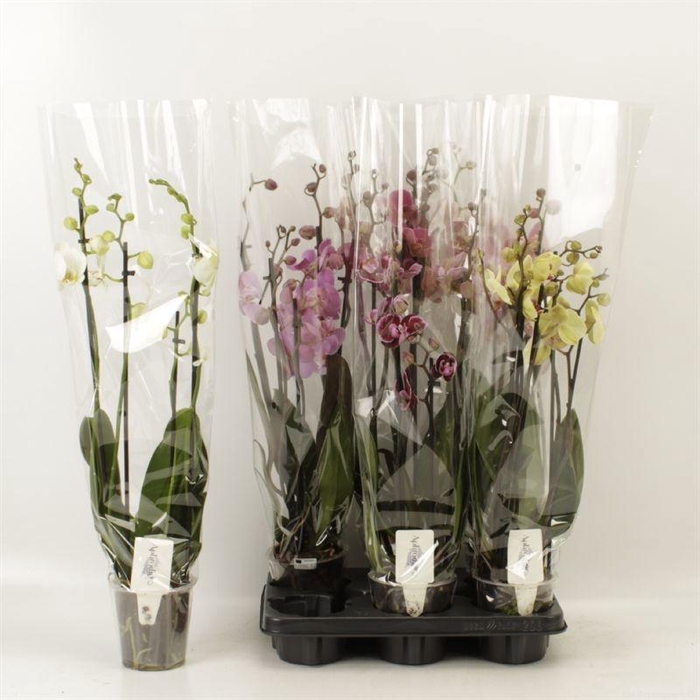 <h4>PHAL GEM 5 KL</h4>