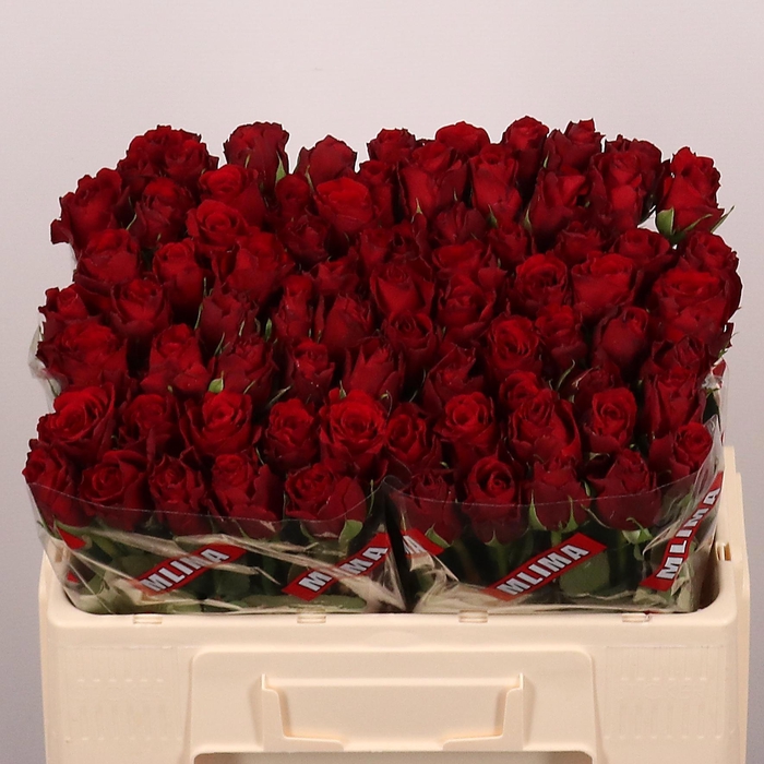 <h4>R Gr Upper Class</h4>