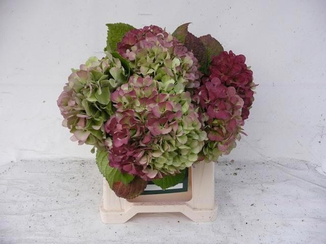 <h4>HYDR M OLD DUTCH CL</h4>