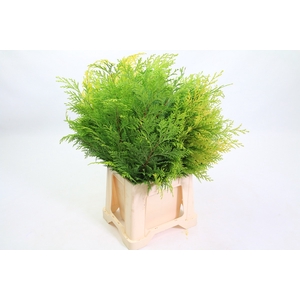 Conifer Per Bunch Yellow