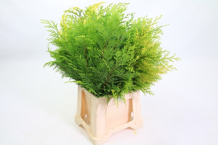 <h4>Conifer Per Bunch Yellow</h4>