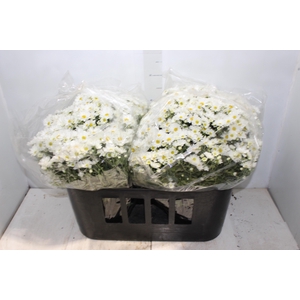 CRISANTEMO BOLA BELGA C21 BRANCO