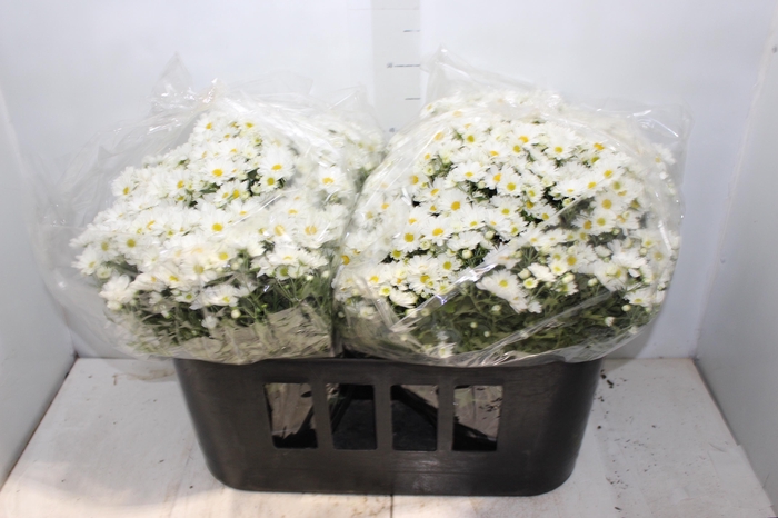 <h4>CRISANTEMO BOLA BELGA C21 BRANCO</h4>