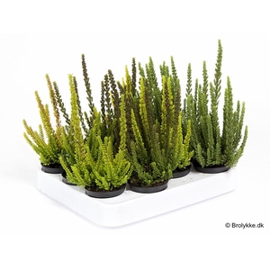 CALLUNA VULGARIS p6 skyline