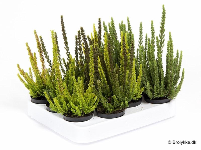 <h4>CALLUNA VULGARIS p6 skyline</h4>