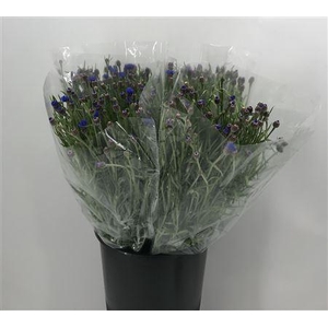 Centau Blue Ex Blu