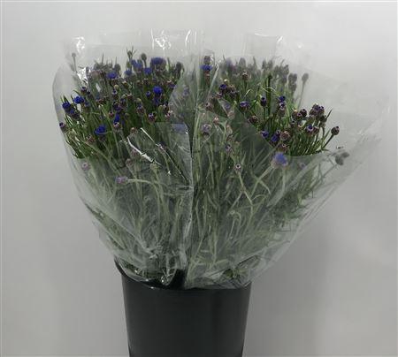 <h4>Centau Blue Ex Blu</h4>