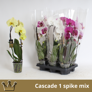PHAL EL CASCADE