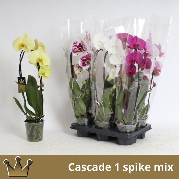 <h4>Phal El Cascade</h4>