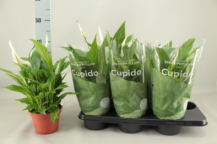 <h4>SPATH PEARL CUPIDO</h4>