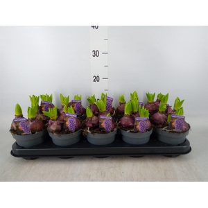 Hyacinthus orie. 'Pearl Blue'