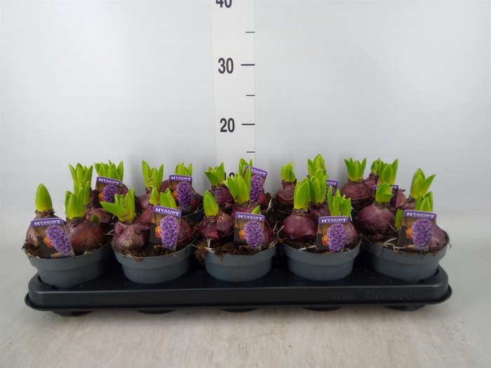 <h4>Hyacinthus orie. 'Pearl Blue'</h4>