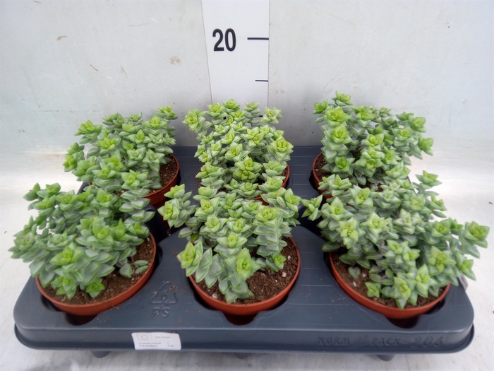 <h4>Crassula perforata</h4>