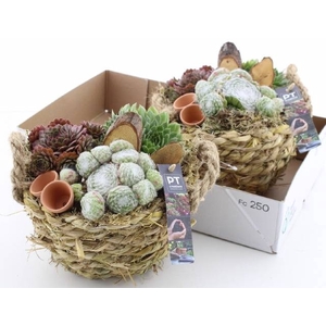 ARR SEMPERVIVUM
