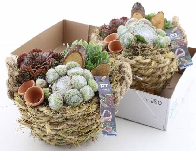 <h4>ARR SEMPERVIVUM</h4>