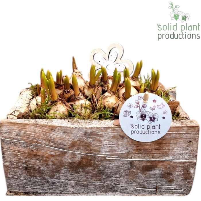 <h4>HMU021 Chosh Small Muscari</h4>