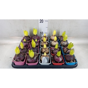 Hyacinthus orie.   ...mix