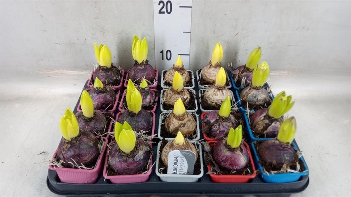 <h4>Hyacinthus orie. ...mix</h4>