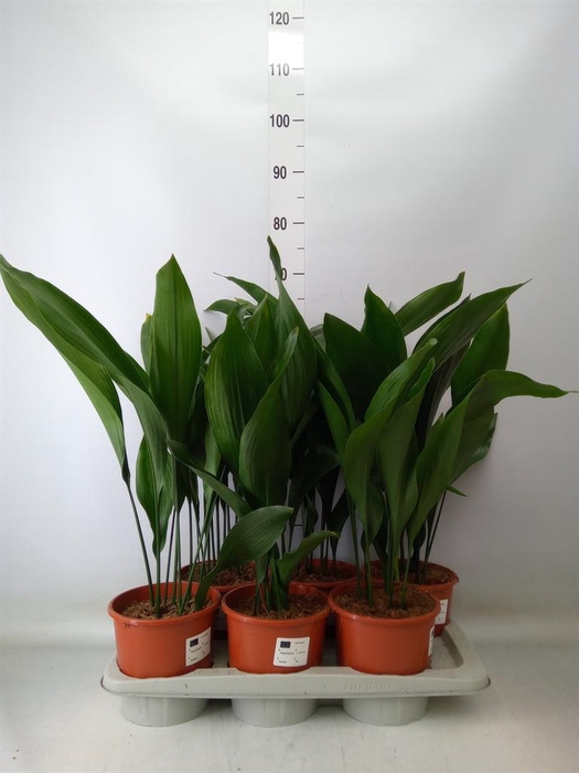<h4>Aspidistra elat.</h4>