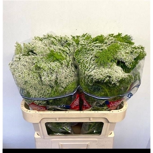 AMMI VIS CASABLANCA