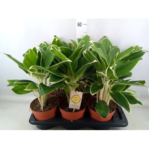 Aglaonema  'White Lime'