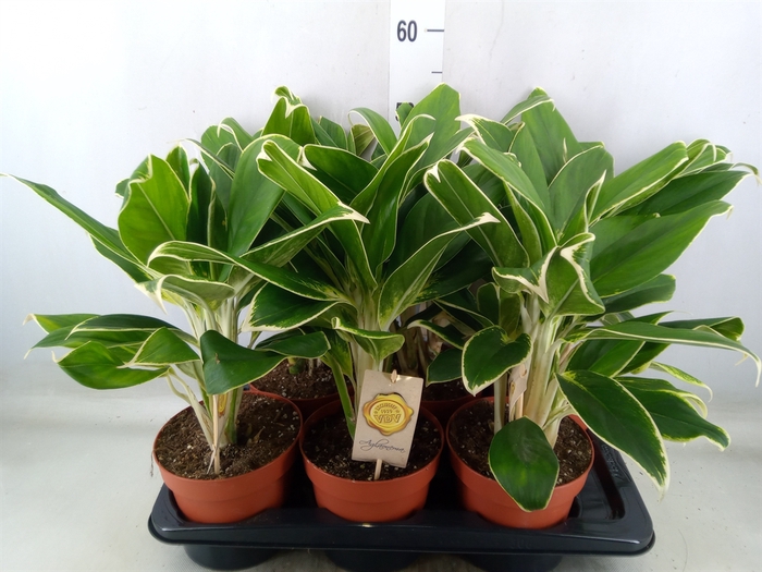 <h4>Aglaonema  'White Lime'</h4>