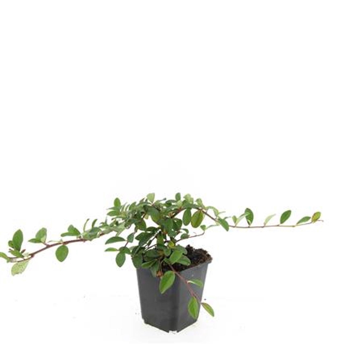 <h4>Cotoneaster dammeri Major</h4>