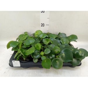 Peperomia polybotrya 'Raindrop'