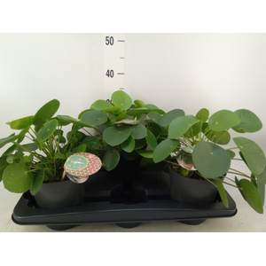Pilea peperomoides