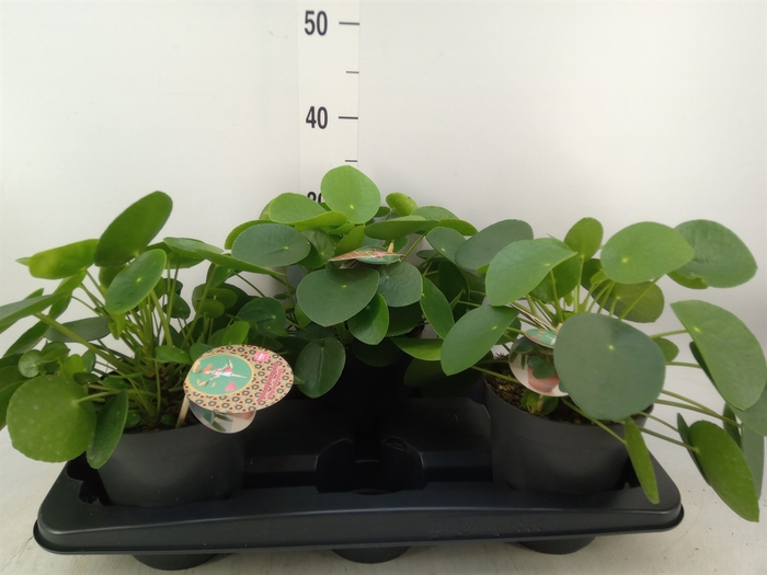 <h4>Pilea peperomoides</h4>