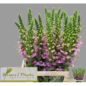 DIGI CAMELOT ROSE