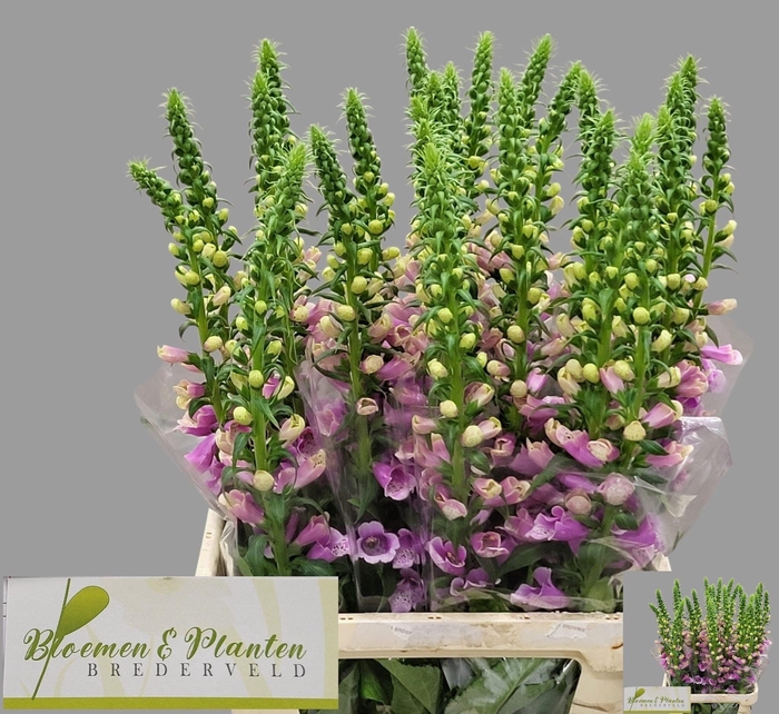 <h4>DIGI CAMELOT ROSE</h4>